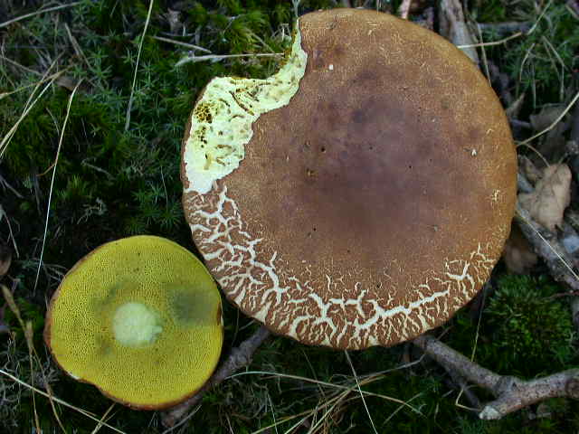 � tempo di .... Boletus